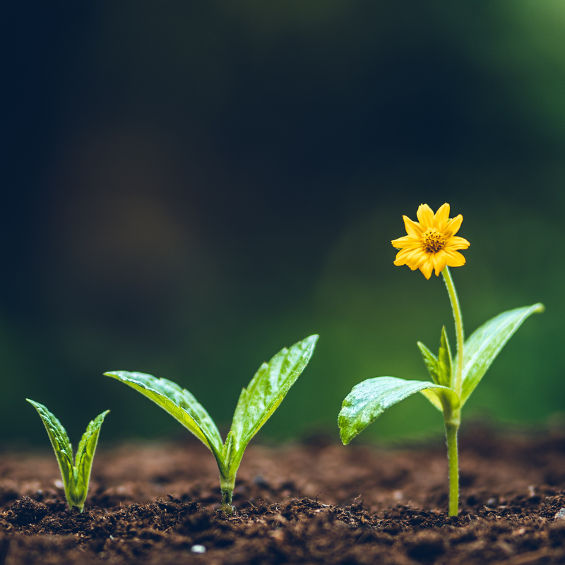 Formations continues